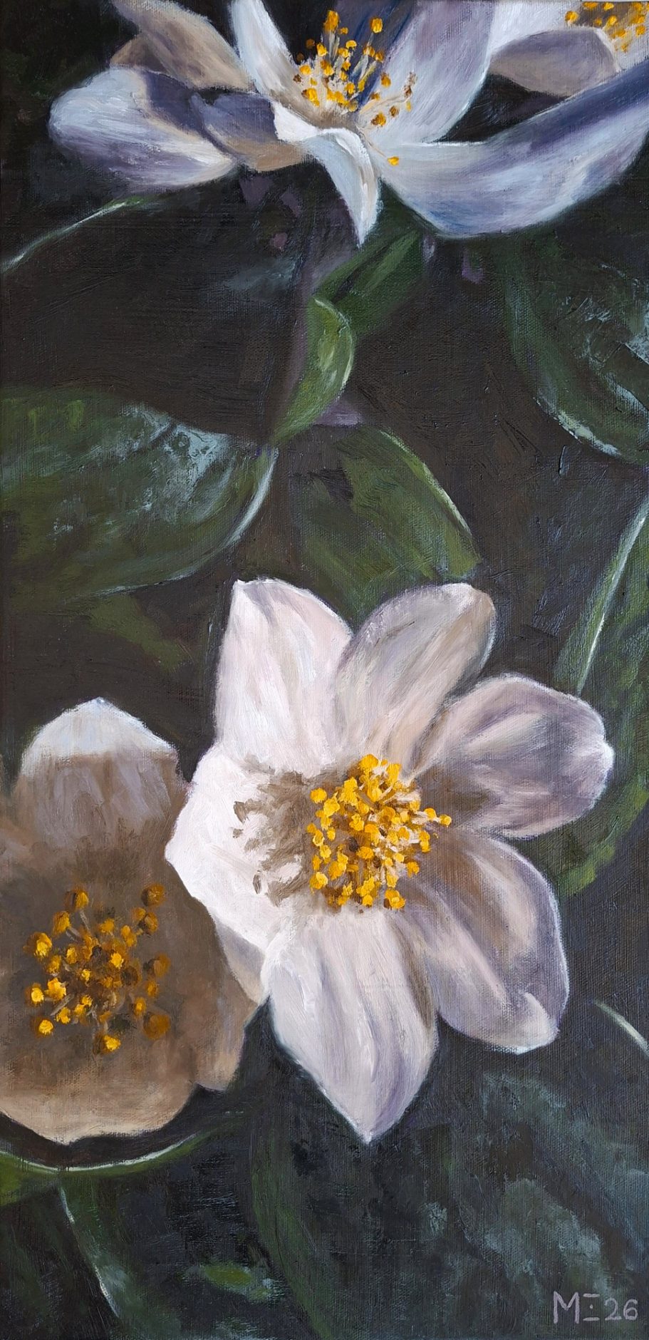 Jasminblüten inmitten von dunkelgrünen Blättern