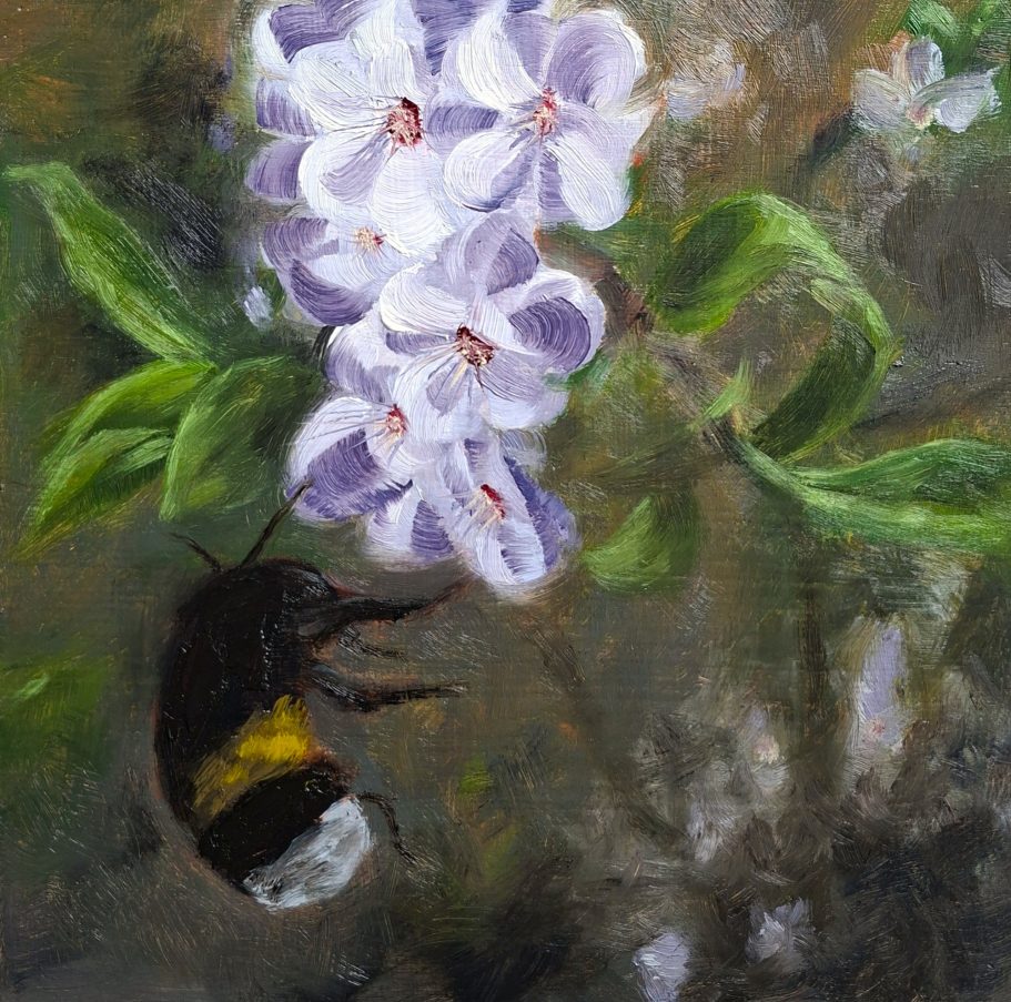 Eine Hummel fliegt weißen Blüten an einem Strauch entgegen. 