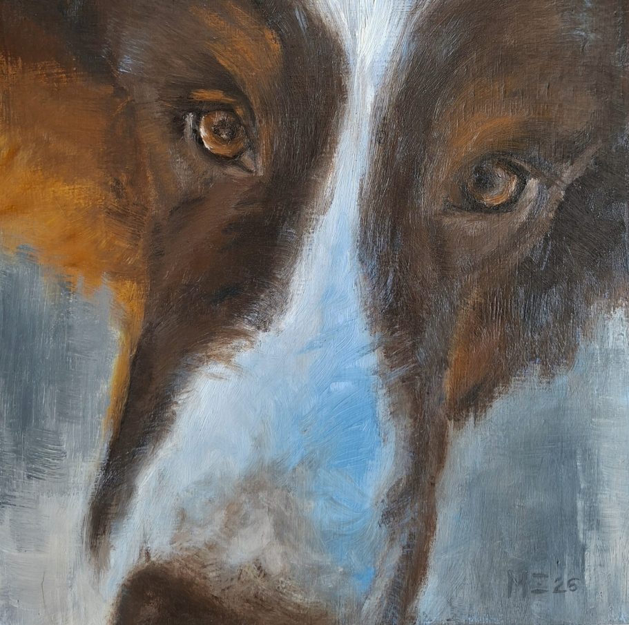 Ein Hund in Großaufnahme. Beinahe Zu-Groß-Aufnahme. Man sieht die Augen und die Schnauze (Yoshi, ein Australian Shepherd)