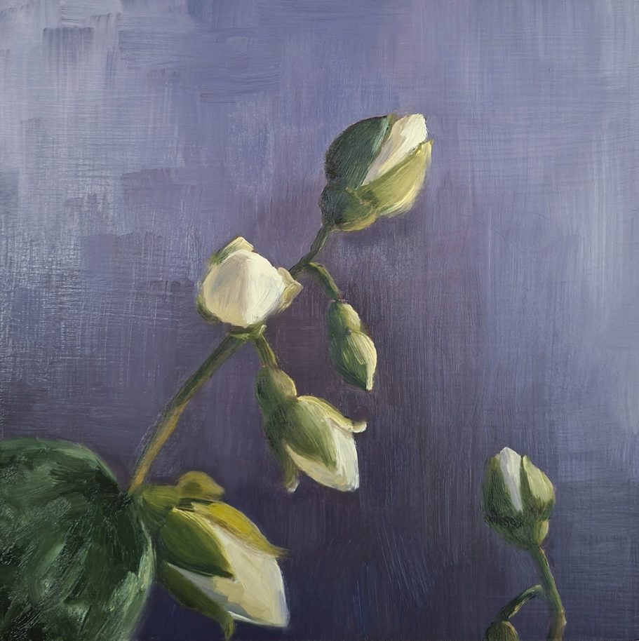 Jasminknospen vor violettem Hintergrund